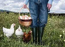 lower half of a farmer holding a basket full of multi-colored eggs as they stand in a flowering field, with one brown and two white hens standing beside them