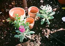 three empty terra cotta clay pots sit on a dirt pile next to two small flowering plants