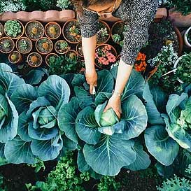 aerial overhead view of a woman wearing glasses reaching over a large cabbage plant and cutting the cabbage