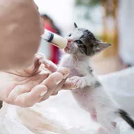 tiny kitten stands on its hind legs and holds onto a hand as it drinks formula from a small plastic syringe