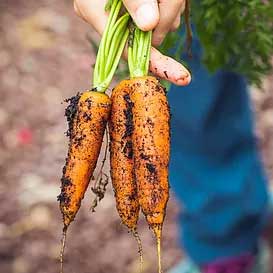 a hand grasps three small carrots by the stems, dirt still clinging to their roots