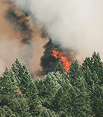 smoke rises from a forest of trees and orange flames of a forest fire are visible