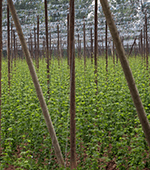 green plants grow upward using climbing stakes for support