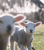 2 small lambs look toward the camera on a farm