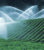 huge sprinklers water in multiple directions over long rows of growing plants on a farm