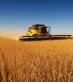 yellow combine harvester working its way through a large field of gold-colored wheat under a deep blue sky
