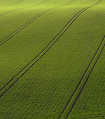 long rows of bright green fields stretch the entire length of the photo