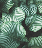 eight leaves of a striped hosta plant
