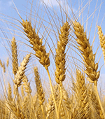 closeup photo of golden wheat growing in a field