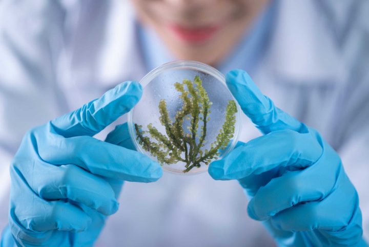 Climate Change Analyst examining plant sample in petri dish