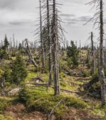 forest destroyed by climate change