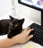 small cat sits on a desk touching a hand that is typing on a keyboard